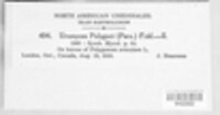 Uromyces polygoni-avicularis image